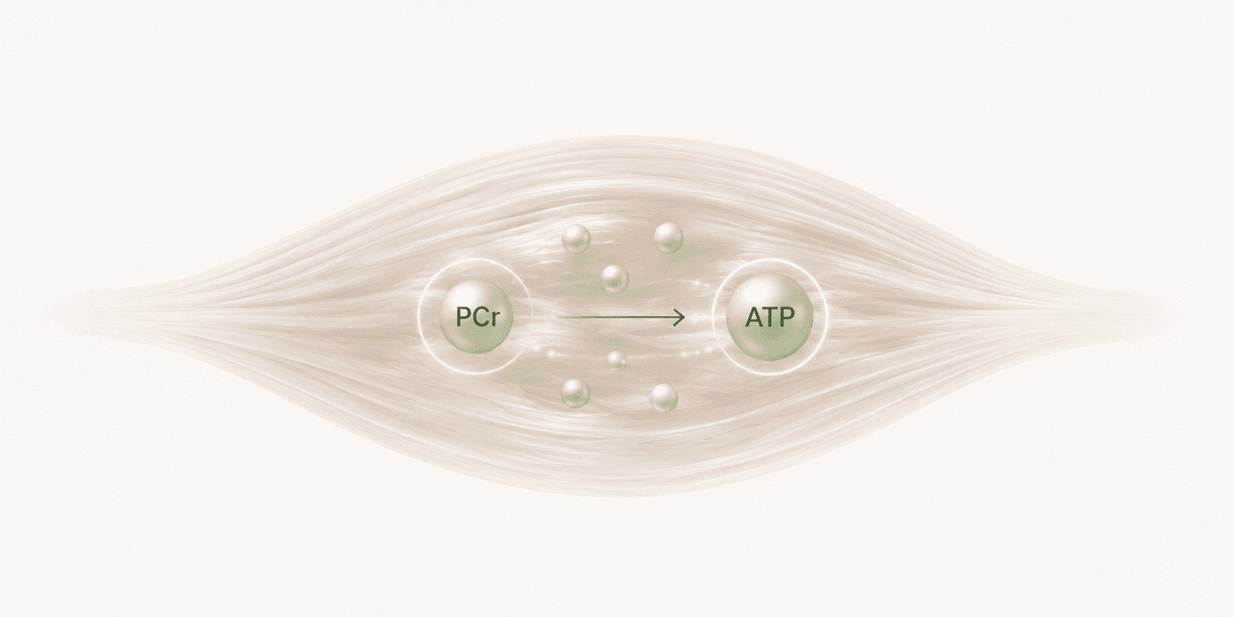 Illustration of phosphocreatine converting into ATP within a muscle fiber