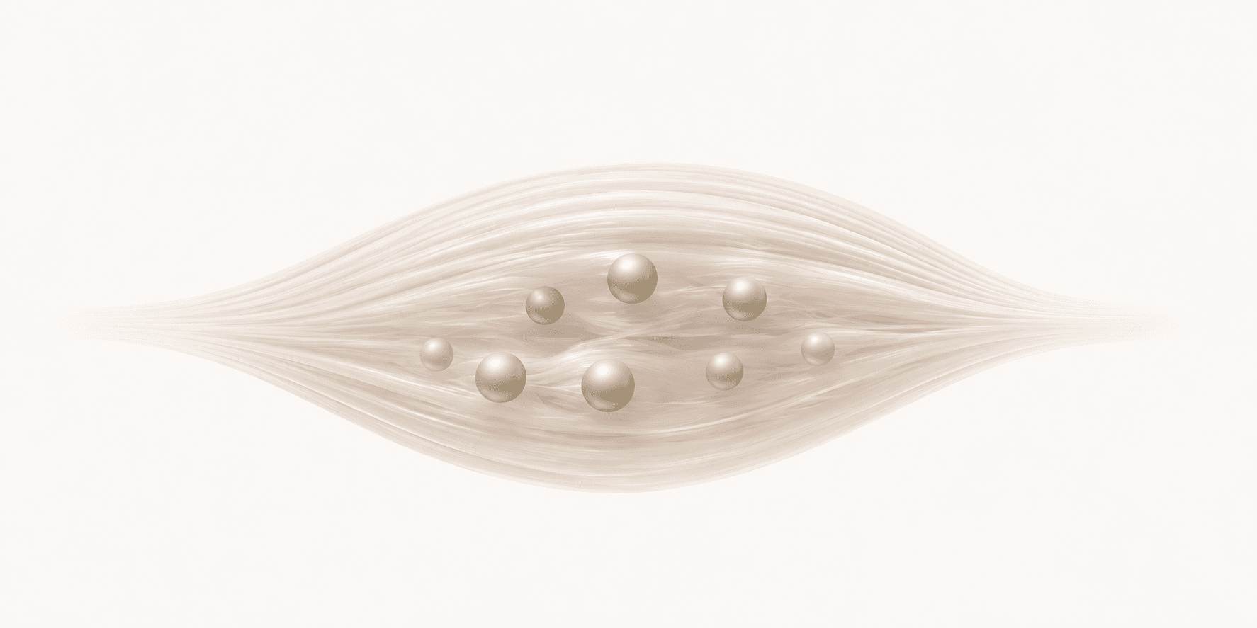 Illustration of creatine molecules distributed within a muscle fiber