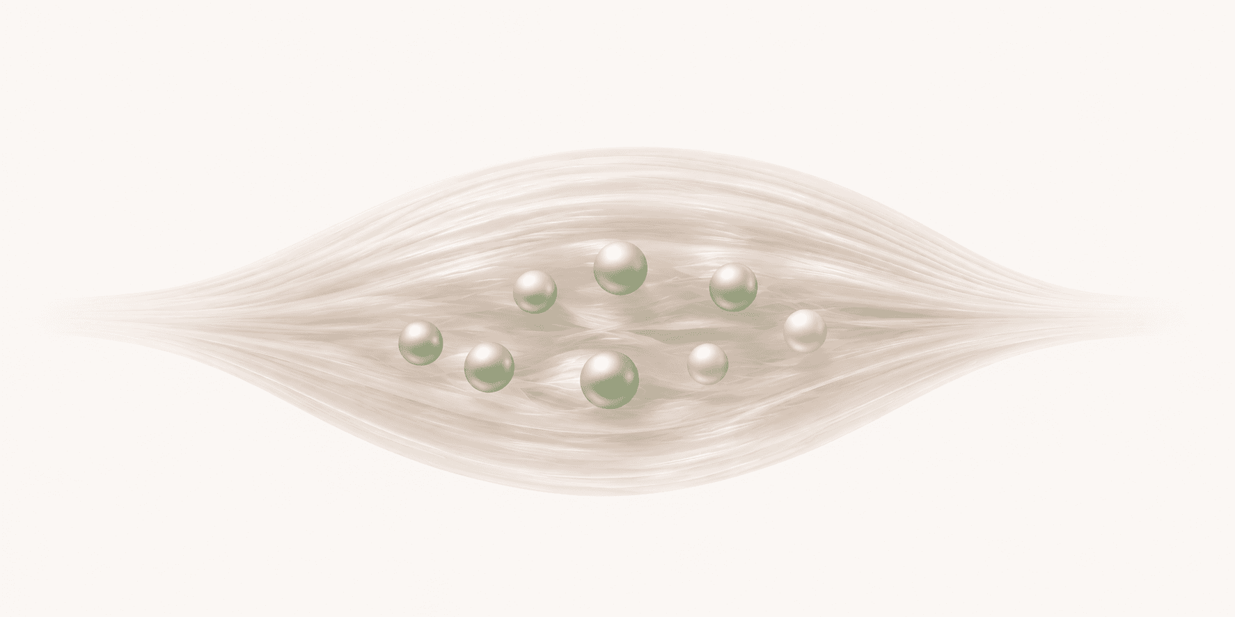 Illustration of phosphocreatine molecules stored within a muscle fiber