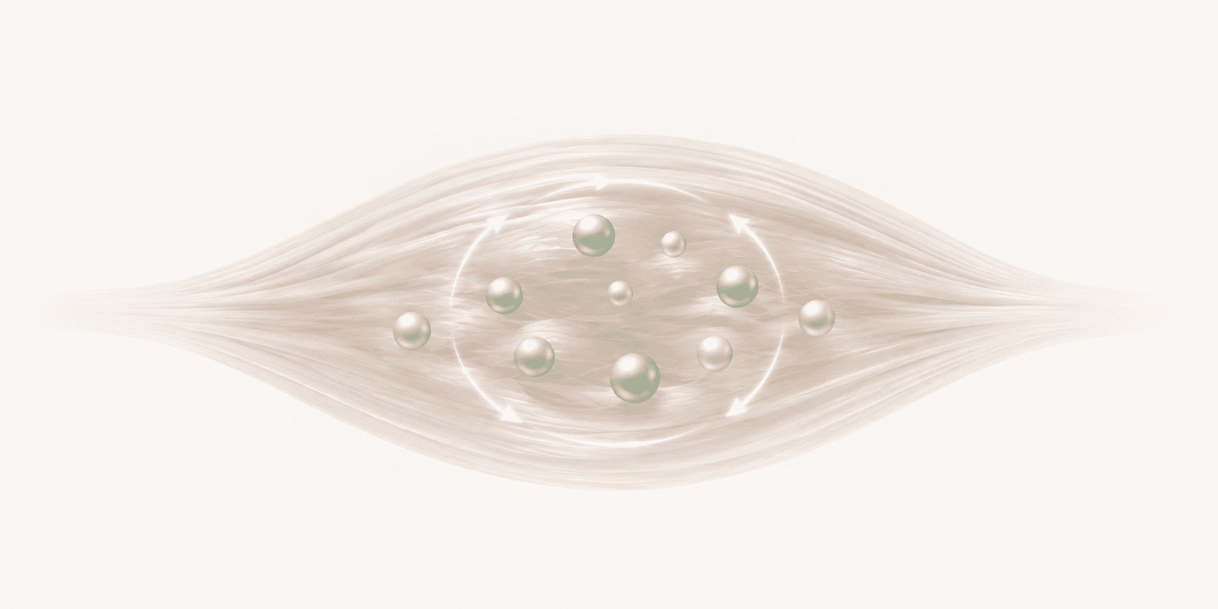 Illustration of ATP cycling within a muscle fiber during repeated effort